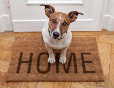 The top 10 tips for preventing pet damage in your home