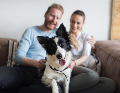Pets In Lets - agents issue new guidance to private tenants