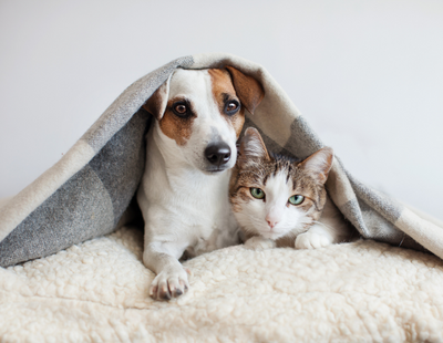 Pet-owning tenants ‘cause less damage than non-owners’ - new figures