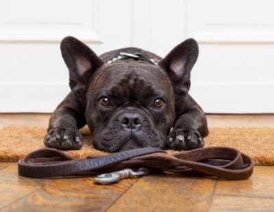 Pet references - should landlords or tenants pay?