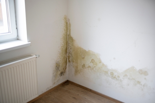 MPs want stricter damp, mould and housing standards imposed on landlords